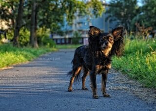 Невская Авация Дама Сердца