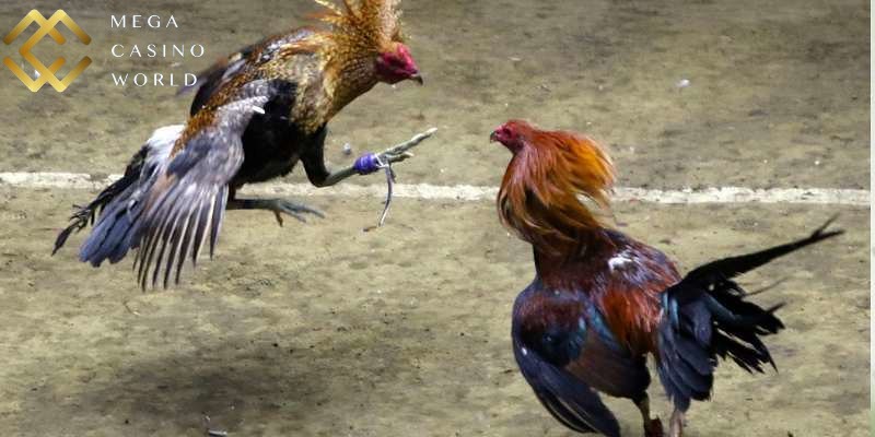 Đa dạng loại kèo đặt cược đá gà được đưa ra